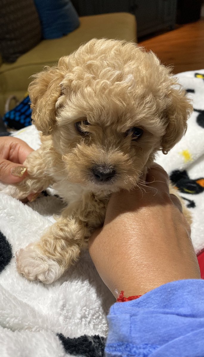 izzyarceo's tweet photo. mi bebe❤️ https://t.co/FdYdhVzwFP