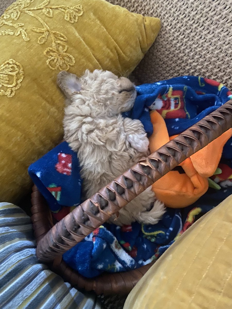 izzyarceo's tweet photo. mi bebe❤️ https://t.co/FdYdhVzwFP