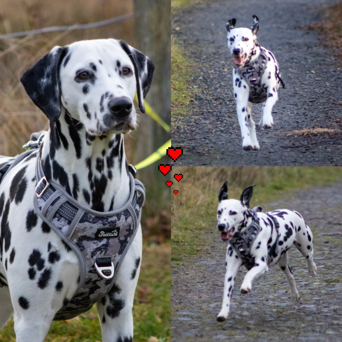 Happy Sunday chums..🐶..
Fun at airfield yesterday..✈️🐶✈️..
#DogsofTwittter #dogsarefamily 
#dalmatian ❤️