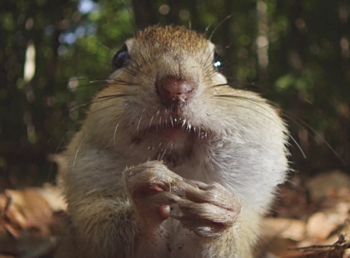 squirrel_refuge's tweet photo. Thanks to their flexible cheek pouches, chipmunks can carry up to 7 nuts at a time. https://t.co/iYLITzb9Bz #squirrels #squirrelrefuge #squirrelrescue #chipmunks #chipmunkcheeks https://t.co/5Kk46kYmCT