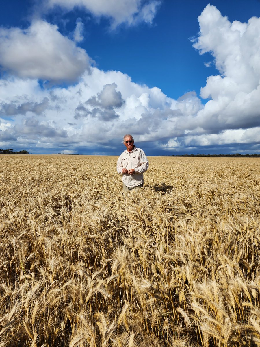 With Kevin Young  (GxE Crop Research) in Esperance looking at a new winter wheat variety (LPB19-14343) from LongReach being bulked up this year.