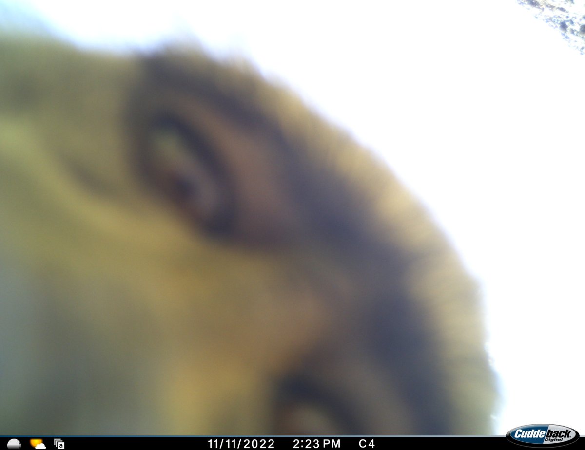 On todays episode of 'why was our camera returned to us by a guide who found it in a totally difference place from where we left it' ... 🐒