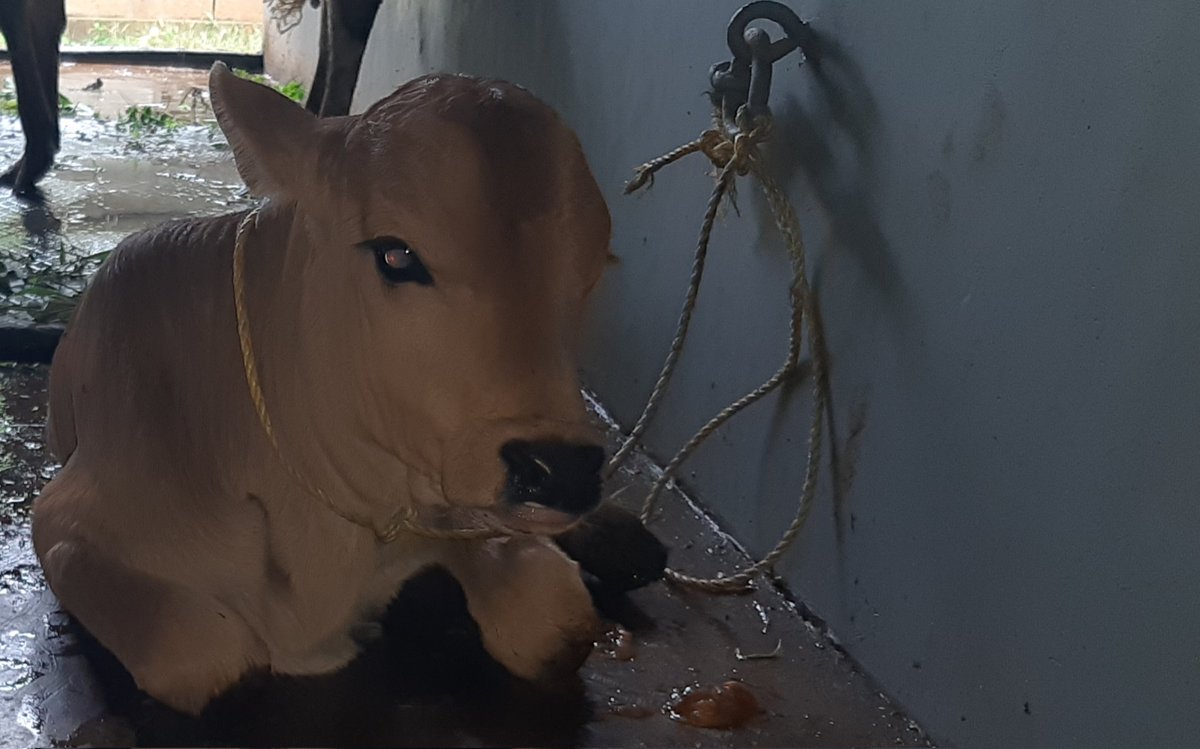 ProPMOServices's tweet photo. New arrival yesterday "Lakshmi' at our village home. https://t.co/rq0XiBODDo
