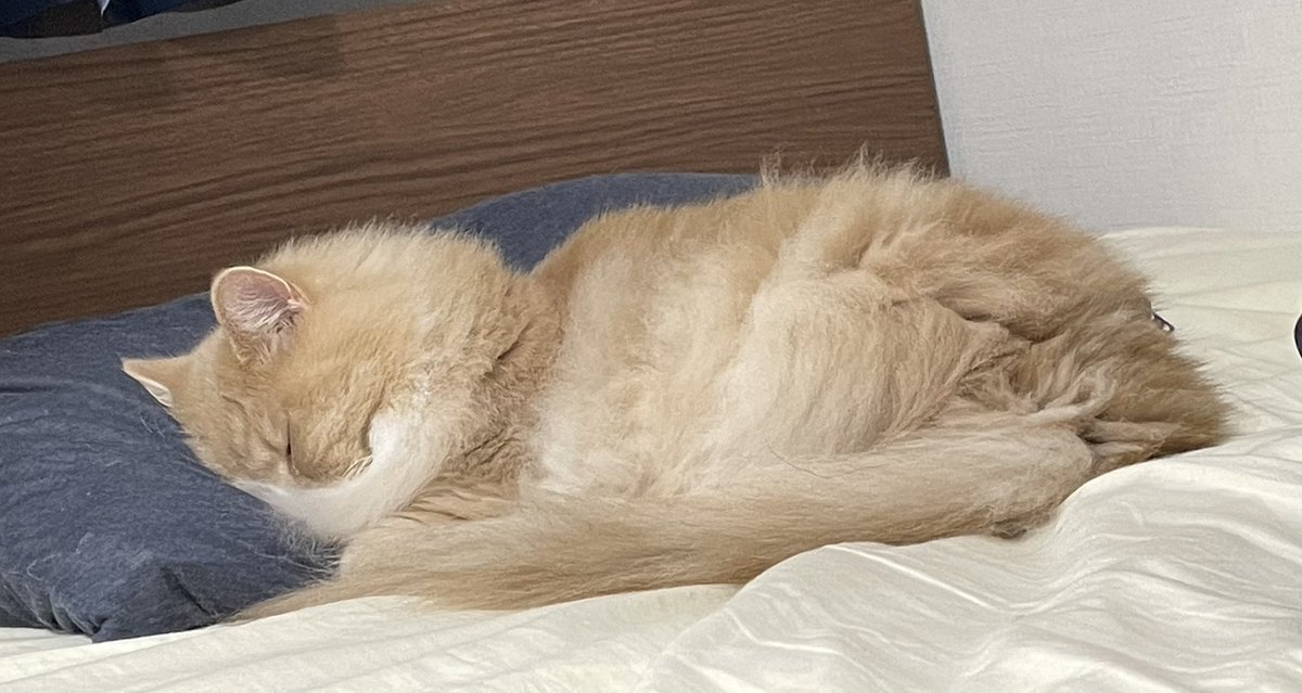 aquarius_Ginger's tweet photo. お昼寝カワエエ
#猫 #cat #猫好きさんと繋がりたい https://t.co/QSACaQvpws