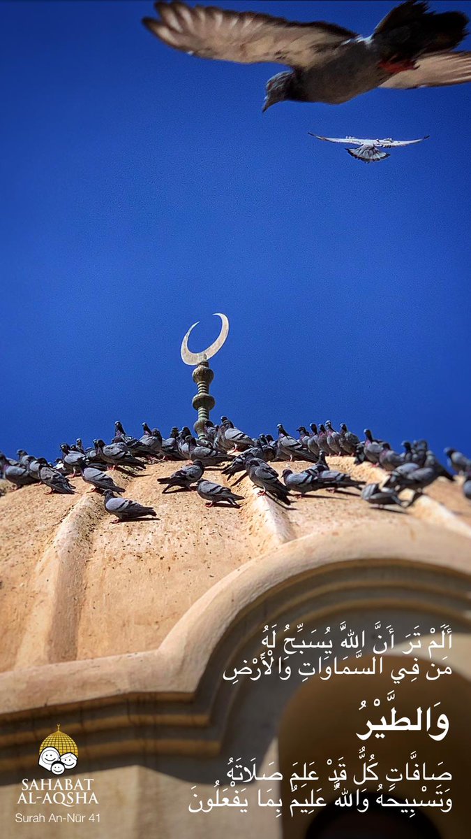 Tidakkah engkau (Muhammad) tahu bahwa kepada Allah-lah bertasbih apa yang di langit dan di bumi, dan (juga) burung yang mengembangkan sayapnya. Masing-masing telah mengetahui (cara) berdoa dan bertasbih. Dan Allah Maha Mengetahui apa yang mereka kerjakan

Terjemah QS An-Nuur: 41