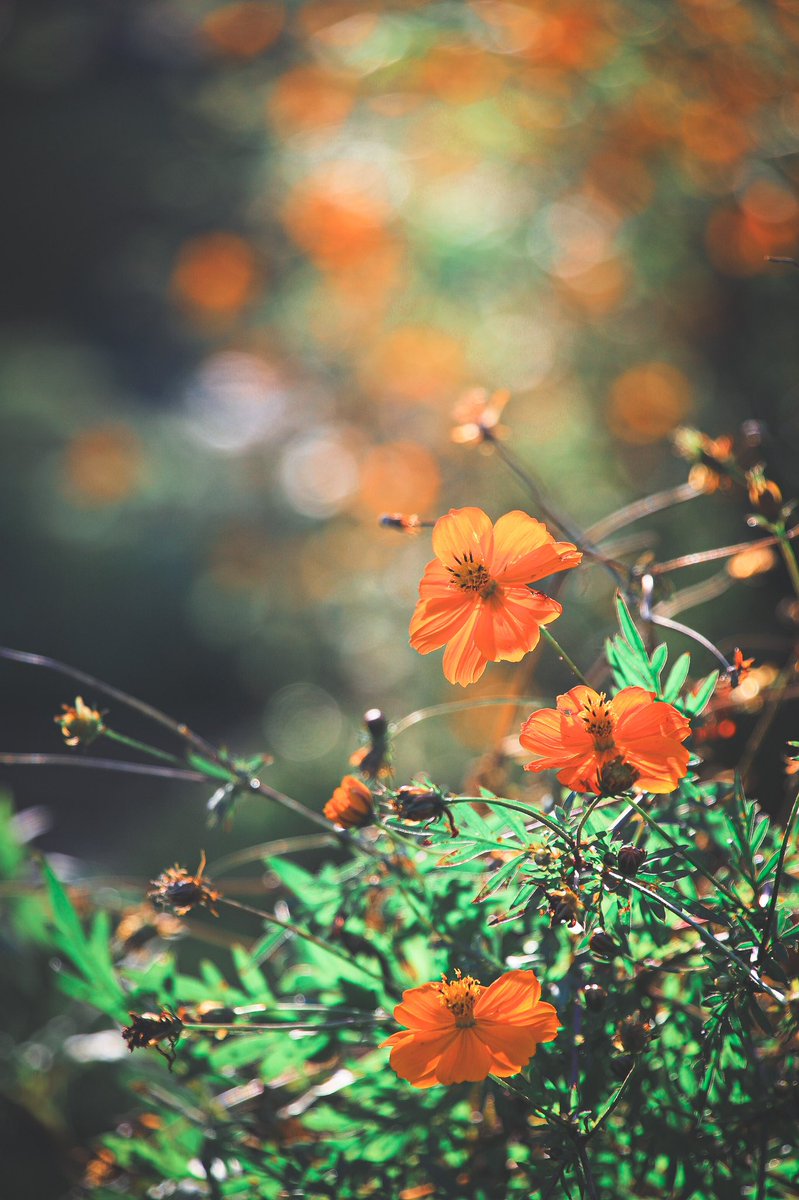 ___phoooto's tweet photo. キラキラな憂い。

#秋桜 #cosmos 
#花が好きな人と繋がりたい 
#写真好きな人と繋がりたい 
#ファインダー越しの私の世界 
#キリトリセカイ https://t.co/DW6dMdgdZc