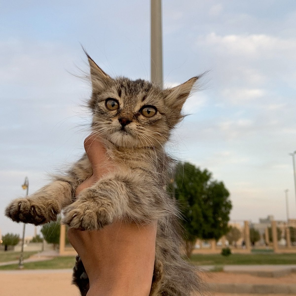 uiimb's tweet photo. قطط صغيره في حديقة المحفل #القصيم #الرس ، عند صفة الفود تركات.. يحتاجون مُتبني عاجًلا، الاطفال هناك أحيانًا يلعبون فيهم 
🔴لازم تاخذونهم مع بعض لأنهم متعلقين ببعض ويلعبون مع بعض🔴 
@RiyadhCats @smaljohani @qheartsgroupsa @TbnaaCats @rt_10000000 @AbdullahFarahat https://t.co/jjRRNCy5Sb