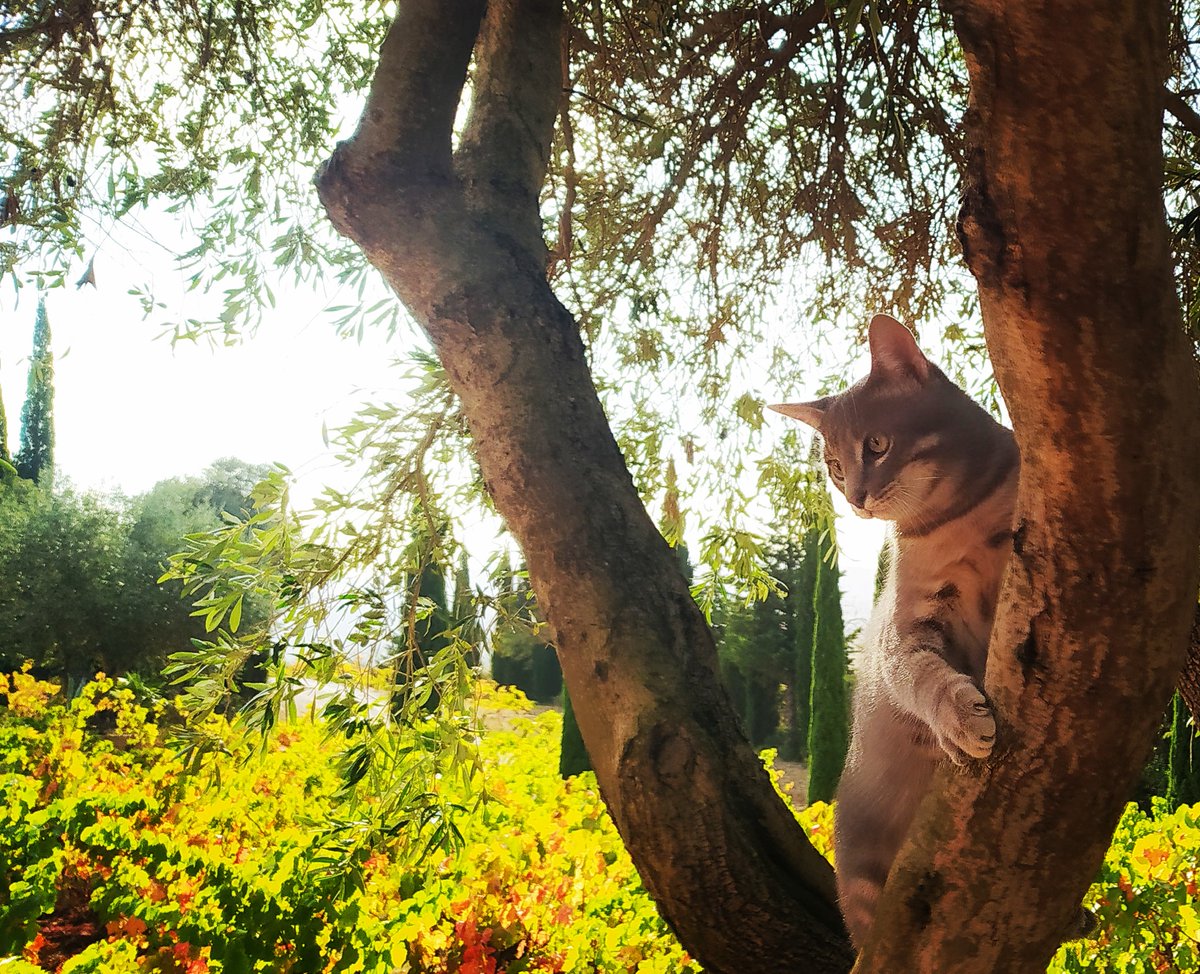 SarratdEnSol's tweet photo. Présentation de notre mascotte au domaine!!
#vigneronsindependants #domainefamilial #passionvin #mascotte #chat #passionchat #poesie #winelover #wines #amoureuxdeschats @mounpais
@Atout_Terroir @occitaniwines @VinsduLanguedoc #suddelafrance #occitaniewine https://t.co/dGHS9gz3Jl