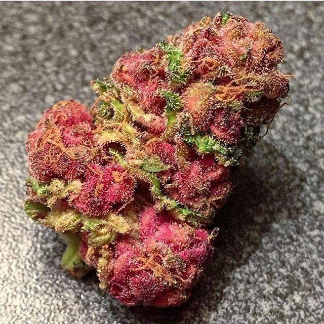 Strain name ideas?⁣⁣ 

 #strains #cannabisstrains #strainspecific #massmedicalstrains #exoticstrains #marijuanastrains #hybridstrains #sativastrains #indicastrains #strainsreview420