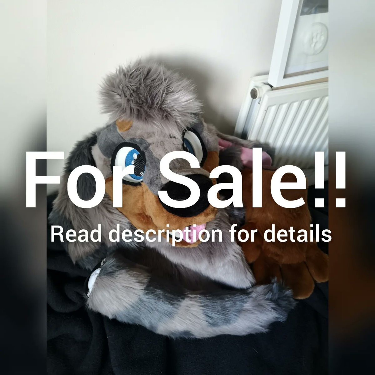 frecklepeachfox's tweet photo. Dapple dachshund partial and character for sale! Need gone asap! 
#fursuitforsale #fursona #furry #furryfandom #fursuitforsaleUK #fursuitpartial #fursuit https://t.co/zN7ZfNWhUm