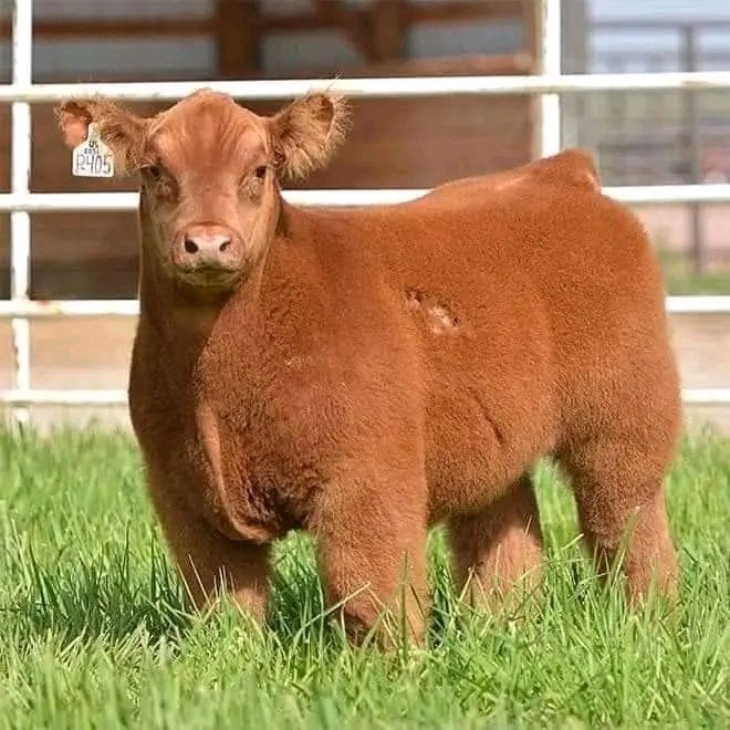 FlawlesslyCee's tweet photo. Lobola cows for short ladies 😜😜🤣😂😂🤣😂 https://t.co/uIs9j0H5gC