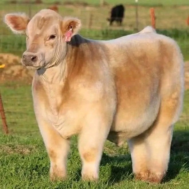 Lobola cows for short ladies 😜😜🤣😂😂🤣😂