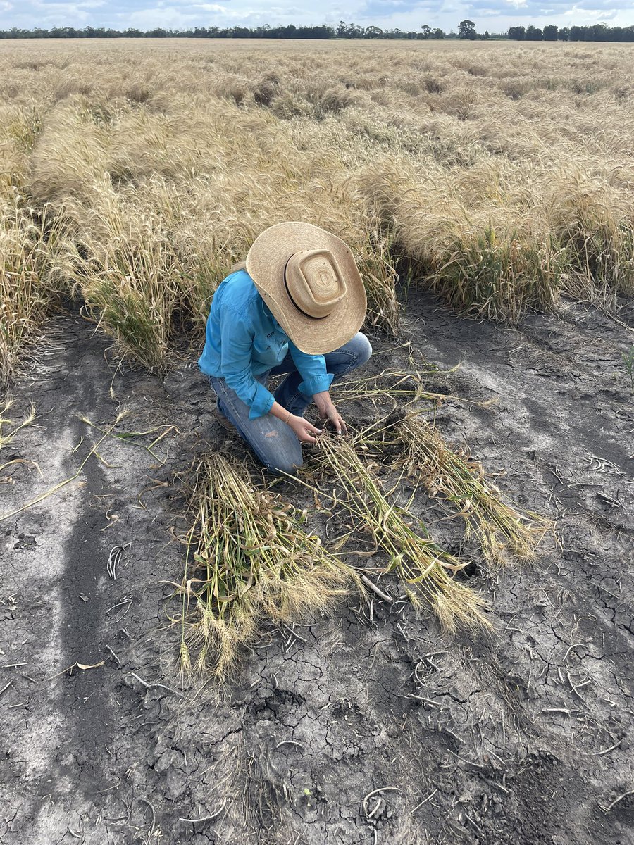 longwharff's tweet photo. With @kalyx_australia doing #crownrot basal browning assessments on Victrato trials. @SyngentaANZ @CrownAnalytical https://t.co/UqRA2oL3tN