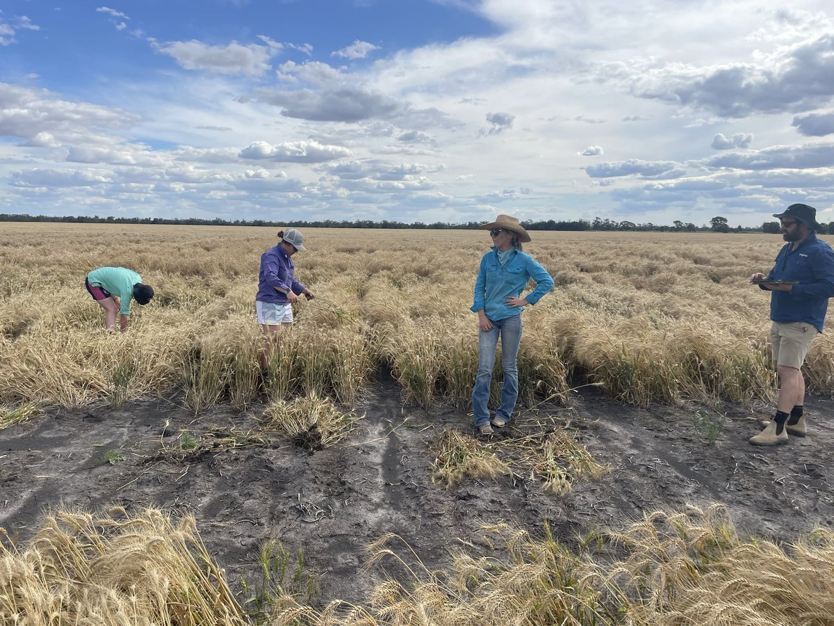 Rob Long (@longwharff) on Twitter photo With <a href="/kalyx_australia/">Eurofins Kalyx</a> doing #crownrot basal browning assessments on Victrato trials. <a href="/SyngentaANZ/">Syngenta ANZ</a> <a href="/CrownAnalytical/">CAS</a> With <a href="/kalyx_australia/">Eurofins Kalyx</a> doing #crownrot basal browning assessments on Victrato trials. <a href="/SyngentaANZ/">Syngenta ANZ</a> <a href="/CrownAnalytical/">CAS</a>