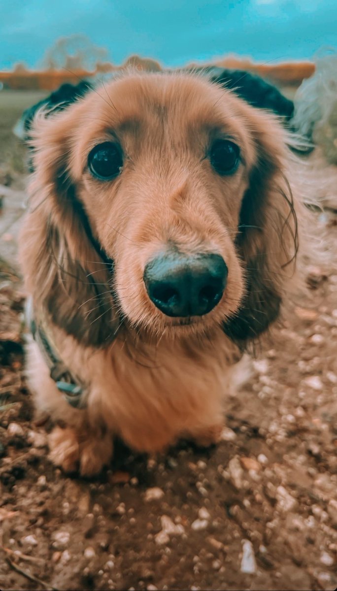 Today is lovely Woody's last day living with us. After 5 years of the crazy boy he sadly has to move out because he can't get on with baby Lara. Time for a whole new chapter of barks and adventures little guy.