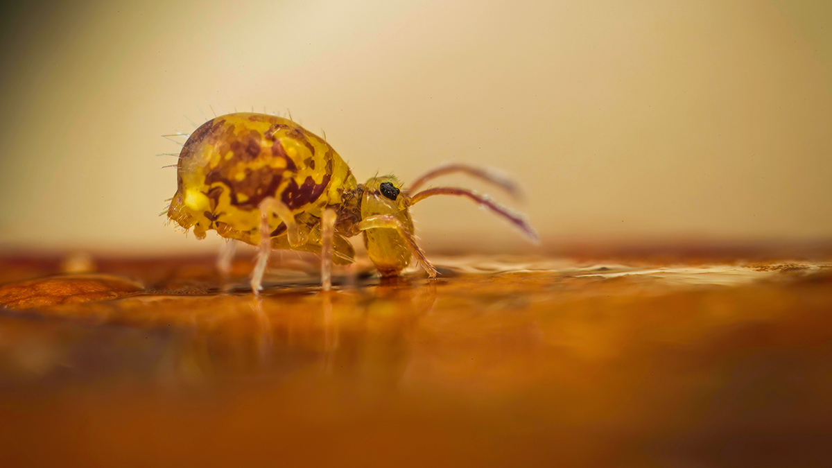 Ed_P_Wildlife's tweet photo. More globular springtail activity from our #Staffs garden this morning. This is one of the Dicyrtomina species; probably D. ornata. Definitely a male. Found under a fallen Beech leaf on the lawn. #Mesofauna #Collembola #Globby https://t.co/3W0cpRR3b3