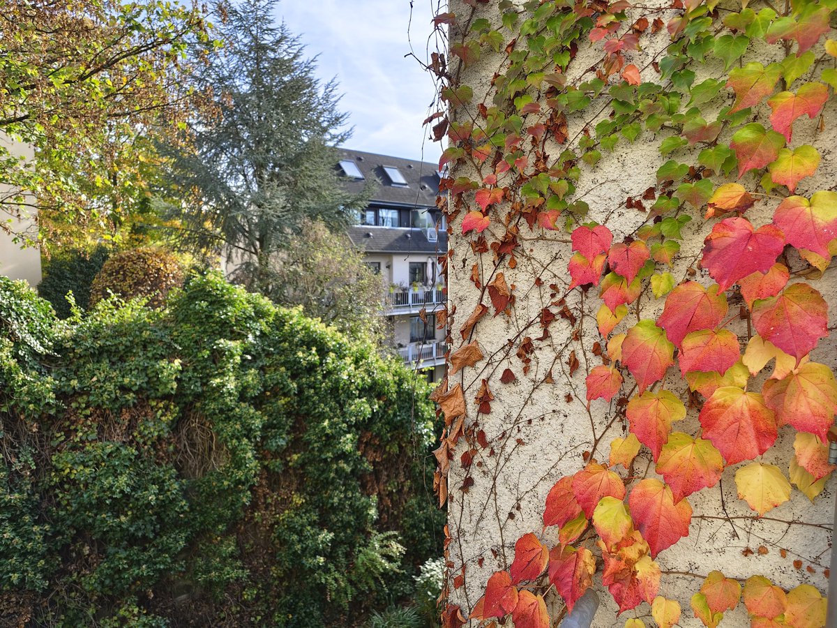 Habt einen schönen Sonntag! ☀️🍁
#Wuppertal #Herbst #Wein #WilderWein #Autumn #Nature
