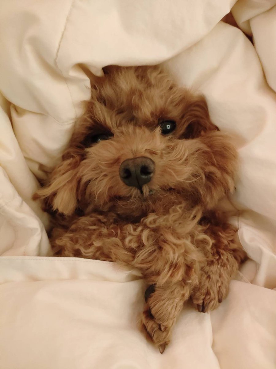 C00KAI's tweet photo. kawaii( ･᷄ㅂ･᷅ )⁡
⁡
#トイプードル⁡
#トイプー⁡
#犬⁡
#dog⁡
#poodle⁡
#love https://t.co/jDVc3faDuA