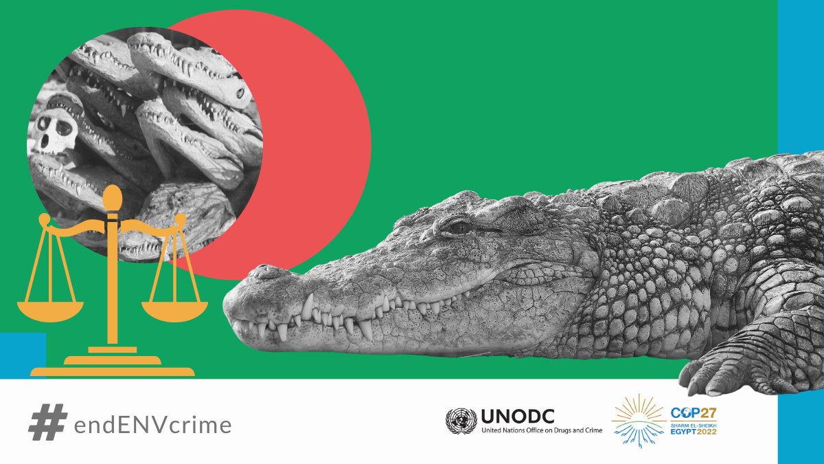 Wildlife crime contributes to biodiversity loss and climate change by destroying natural carbon sinks &amp; altering ecosystems, making them less resilient to climate change impacts. #EndWildlifeCrime to ensure wildlife can continue to provide vital services to the ecosystem. #COP27