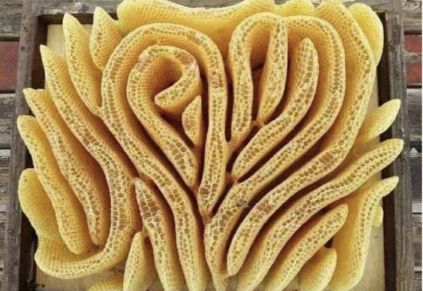 Ein Imker vergaß beim Zusammenbau seines Bienenstocks, den Rahmen für die Waben zu montieren und so waren die Bienen frei den Raum nach eigenen Vorstellungen zu füllen und es entstand diese Struktur die den Luftstrom optimiert.
Netzfund 
Guten Morgen ihr lieben 🥰 ☀️🐝