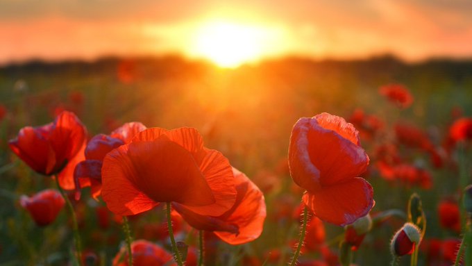 This #RemembranceSunday, we pay tribute to those who have bravely served our country – past and present. 

If you're part of the armed forces community and need support, specialist health services are available ➡️ nhs.uk/using-the-nhs/…

#LestWeForget 🌹