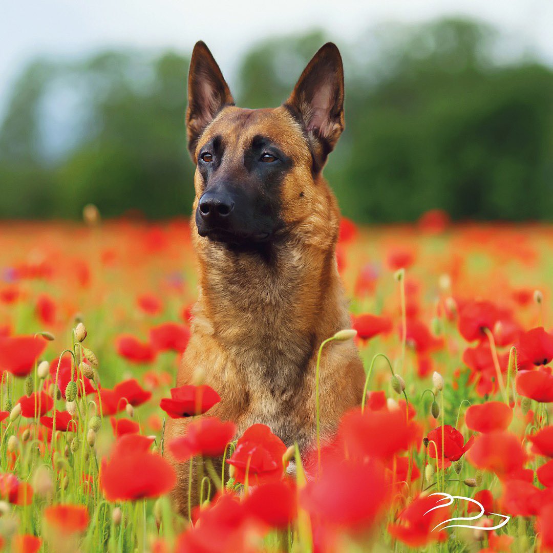 We will remember them.
#remembrancesunday #lestweforget