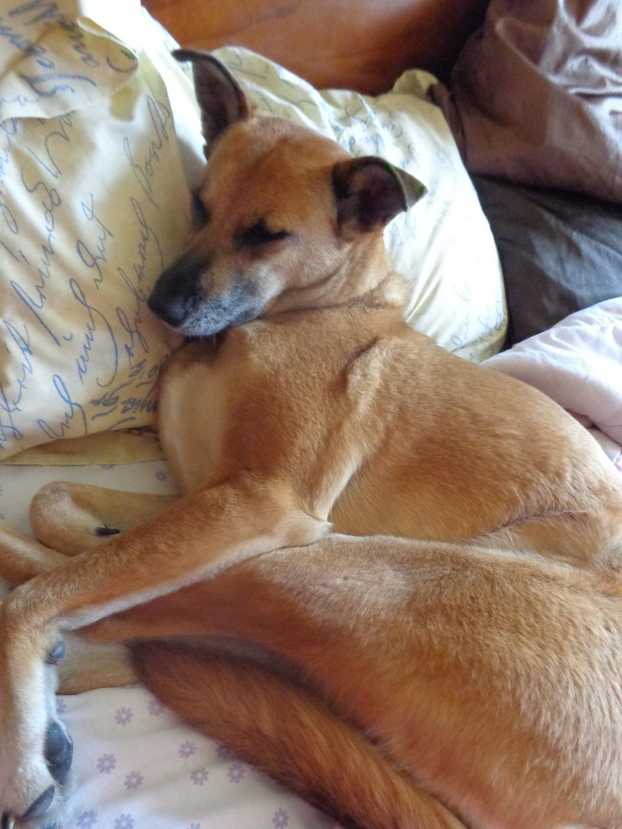 Sadly, Kim’s #dog Penny passed away a couple of days ago aged 17 

Kim first met Penny in 2006 before the charity started and would go to see her whenever she came to #SriLanka 

Kim paid to sterilise her and took her back to the UK where she had a wonderful life✨

RIP Penny 🧡