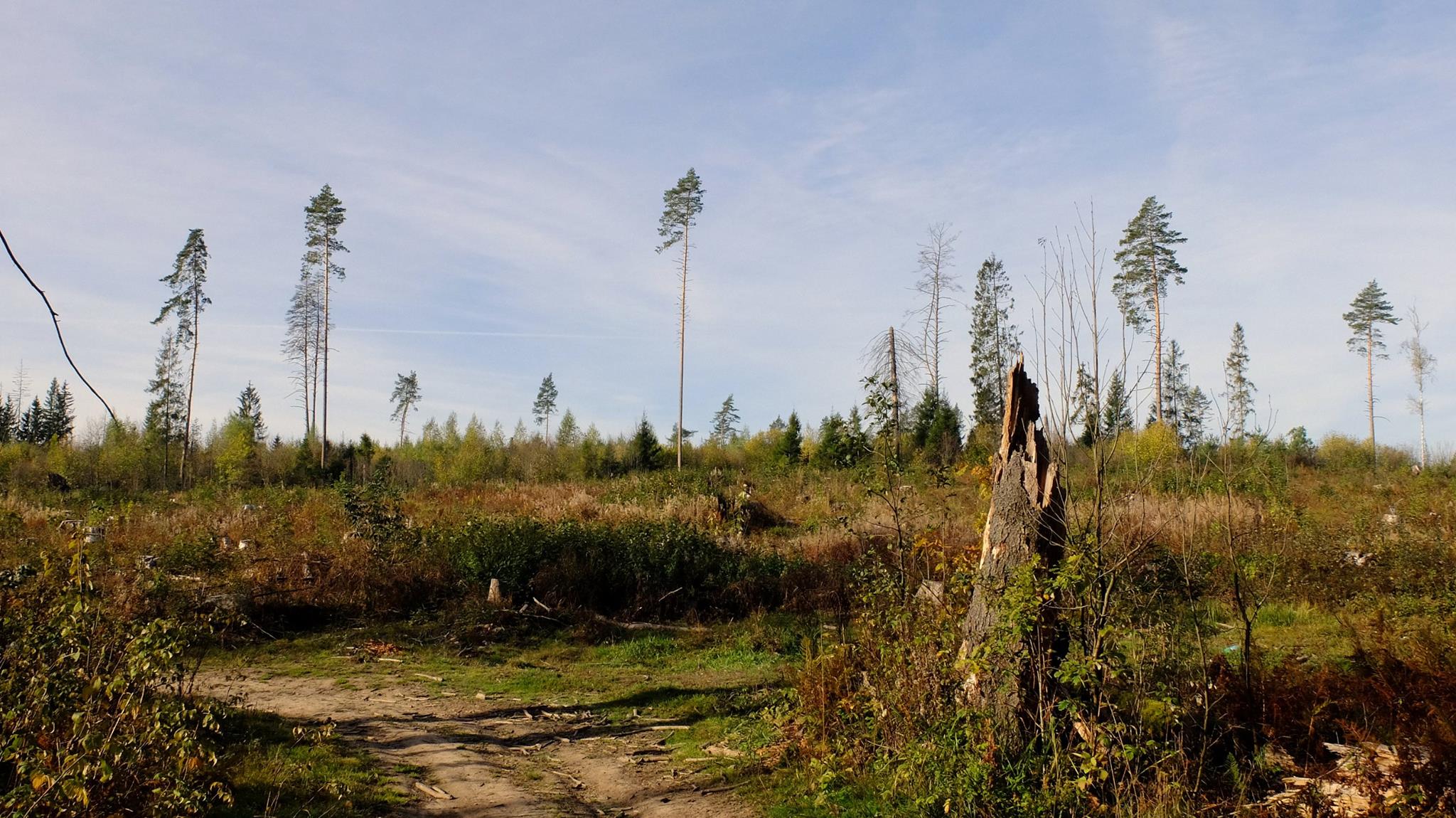 Ежедневный фотографЪ on Twitter: \"Опалиха, N лет назад https://t.co ...