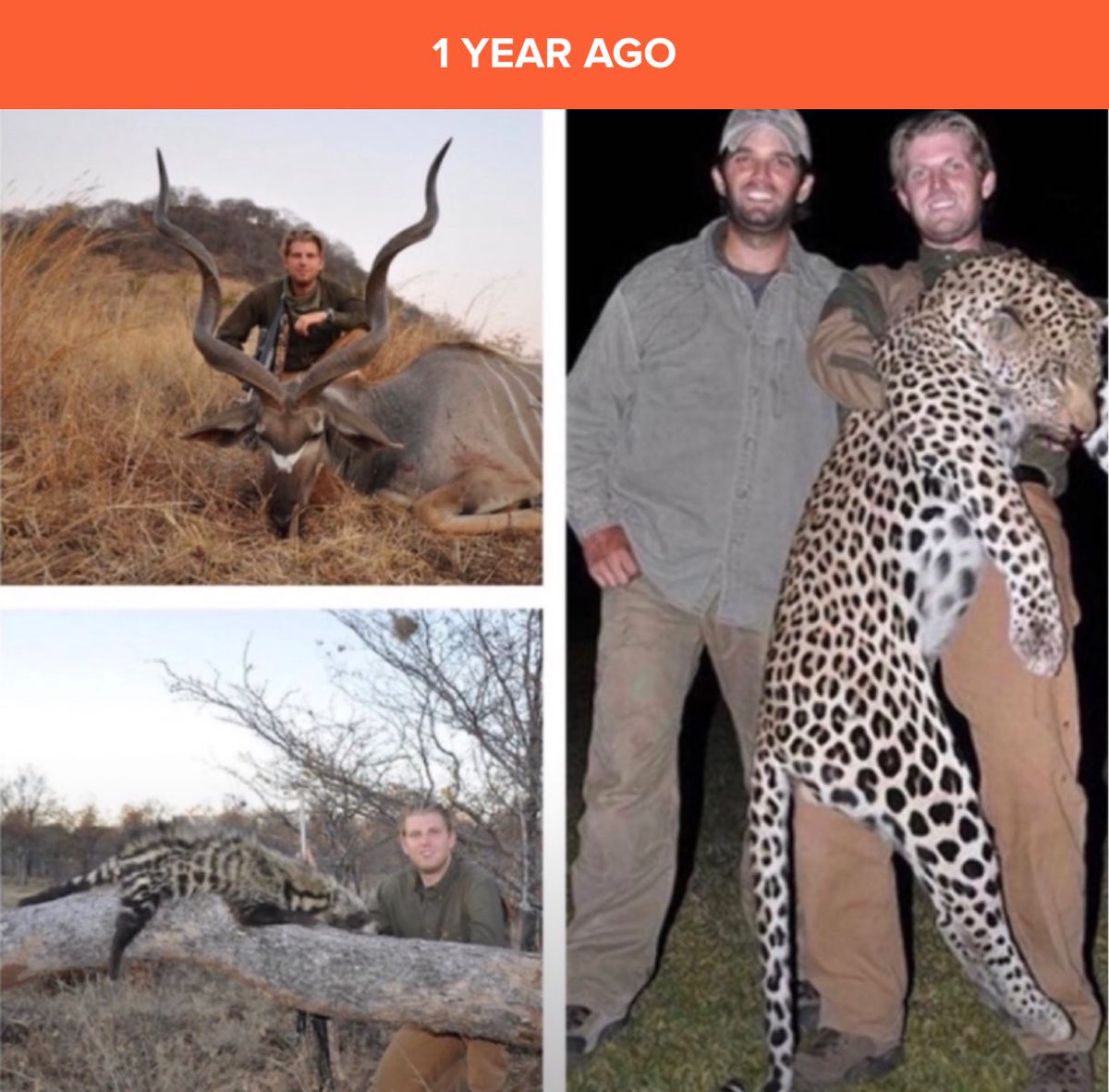DiannaMaria's tweet image. Sick animals killing innocent animals - FOR FUN. 😡

Sick, sick, sick. 🤬🤬

#Pathetic
#Digusting
#EricTrump
#DonaldTrumpJr
#BigGameHunters
#AnimalsKillingAnimals