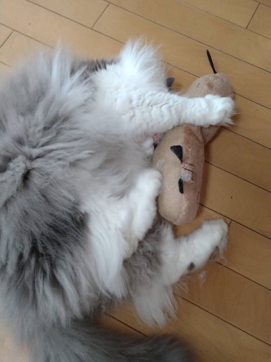 museumuu's tweet photo. ムーのねこ日和　第24話『水やり』
#ねこ #猫のいる幸せ #猫の居る暮らし #猫好きさんと繋がりたい 
#イラスト #イラスト好きさんと繋がりたい #4コマ #4コマ漫画 
#漫画が読めるハッシュタグ #漫画 #写真 #猫写真 #ムーのねこ日和 https://t.co/jOFkto2mSf