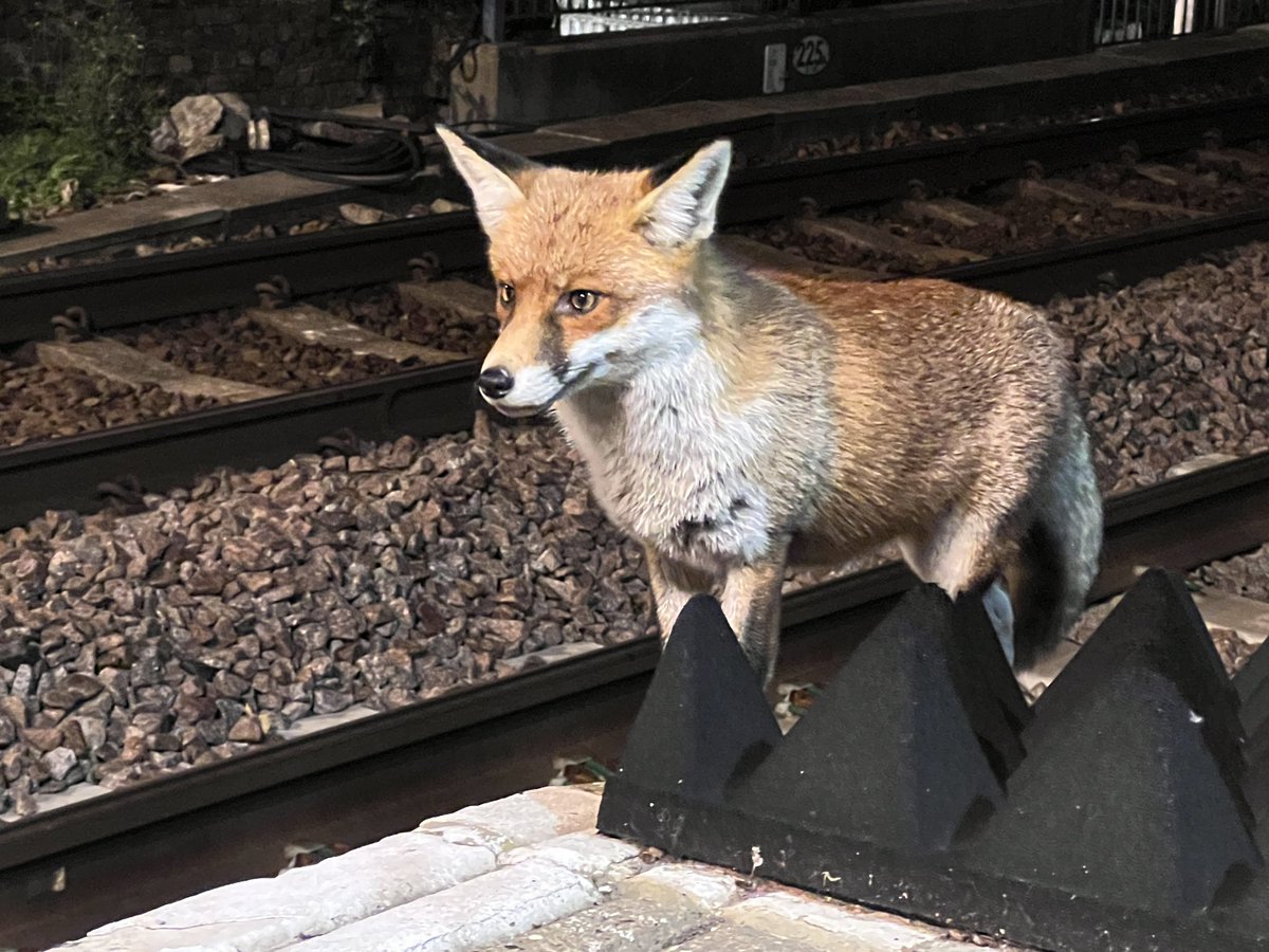 artofthestateuk's tweet photo. One for @ChrisGPackham ‘s #foxoftheday ? Absolutely amazing to be so close to able to watch this fox on Homerton station plan its next move. It seemed to be waiting for the platform to empty before having a look around. https://t.co/04sQDhnVMU
