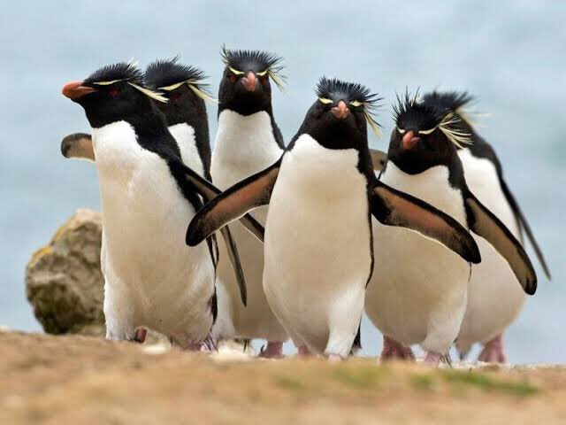 Goalkickingguru's tweet photo. @Frunobulaxe They’re on the hunt for a flock https://t.co/k4YD3Ycj3k