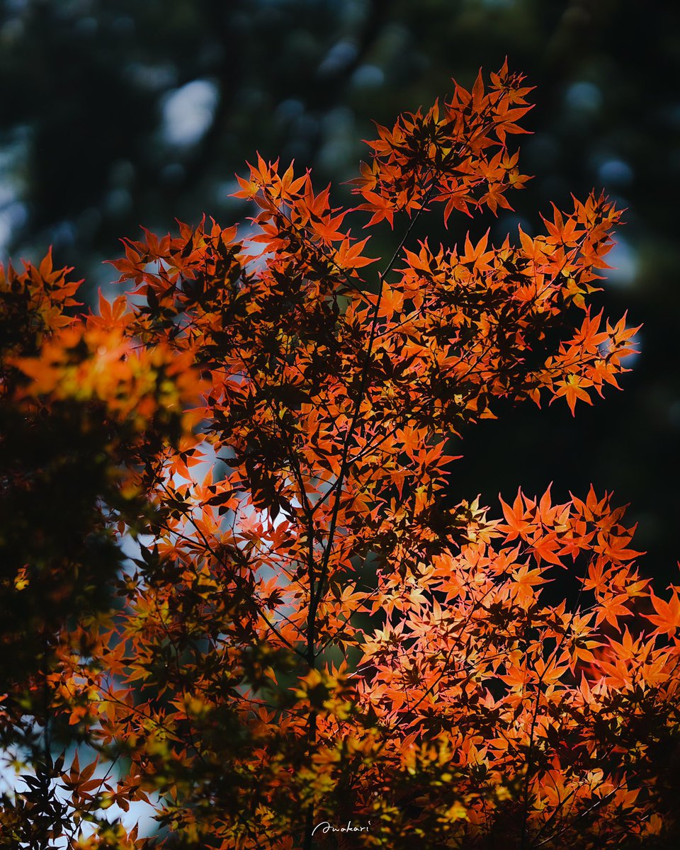 Awakari_H's tweet photo. 光が透ける紅葉が美しかった https://t.co/dfzVddo1xs
