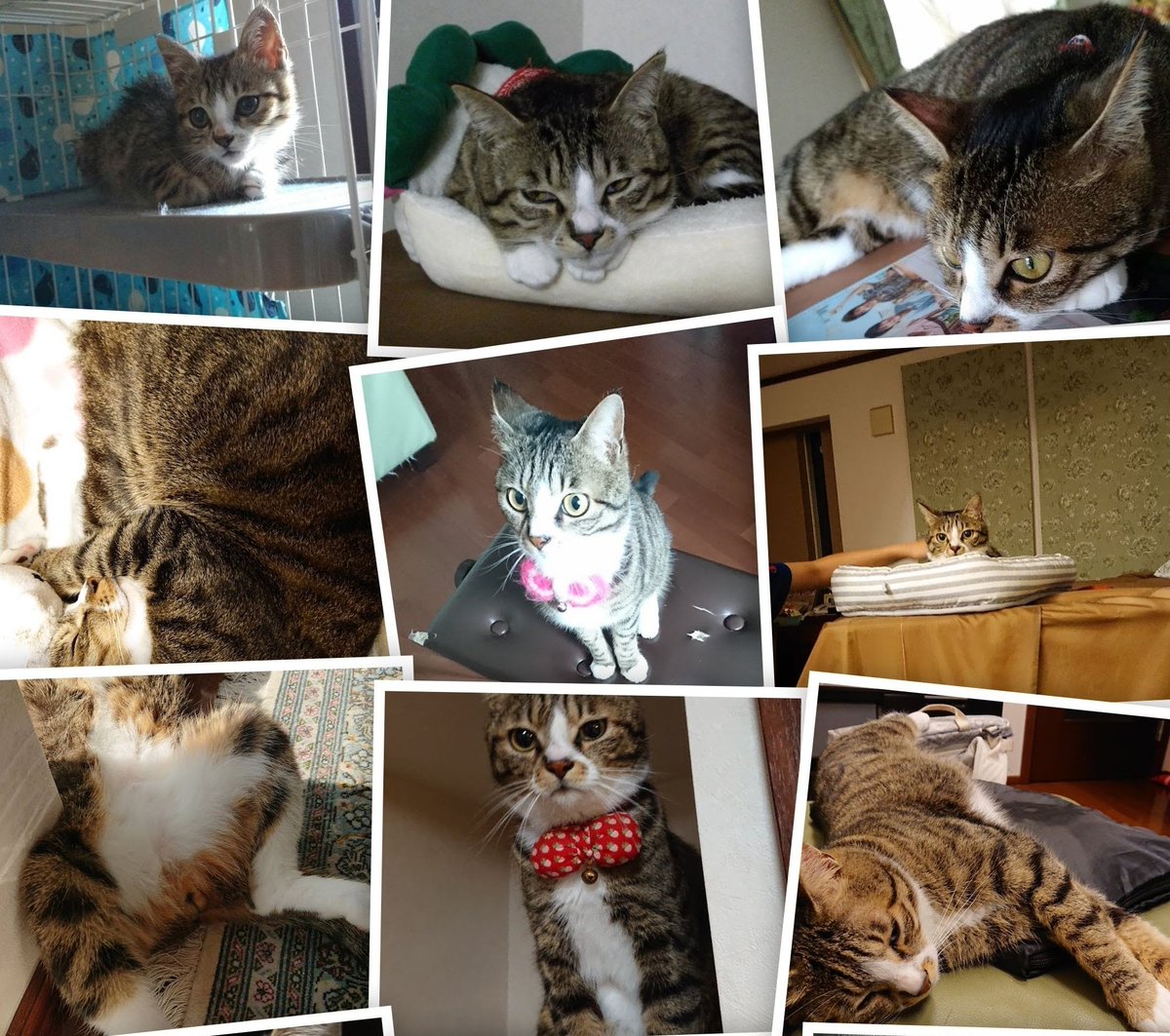 tuppi14's tweet image. #KUHNRIKON のフルーツナイフ。シンプルで良き♡⸝⸝