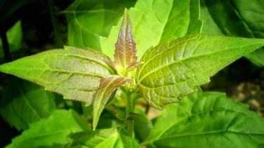 Excel_Dee's tweet photo. Kirinyuh 

Tinggi unsur nitrogen ( 4%)
Cadangan Urea
Jenis Rumput liar, banyak tumbuh di semak².
Silahkan anda berexperiment. 
Mau dibuat biosaka bisa. 
Mau dibuat POC jg bisa.
POC simple.
Bahan2 cuman kirinyu dan gula pasir. 
Tidak perlu dekomposer. https://t.co/5wfIBKGFJP