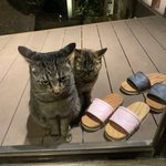 ツイートに含まれる画像
