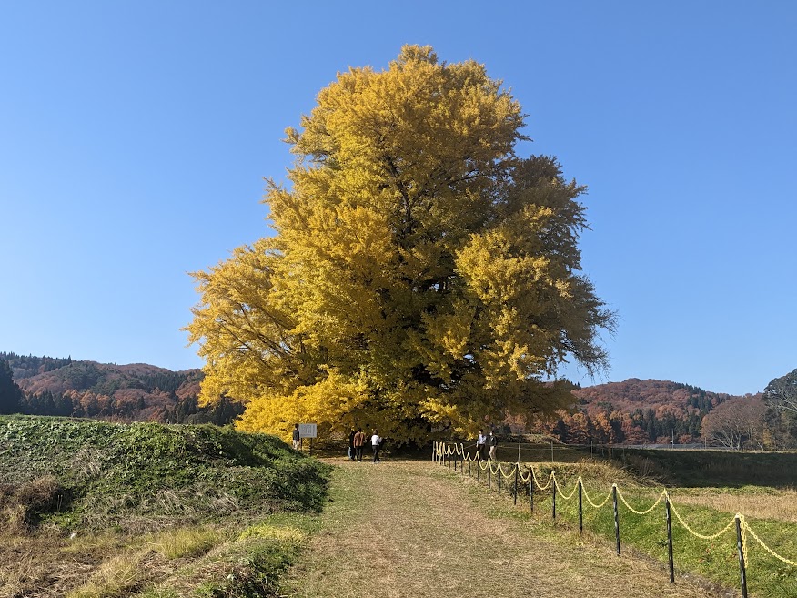 yoshi4322's tweet photo. 会津若松市の湊町赤井にある大銀杏、樹齢は600年以上
会津蘆名���の家臣・赤井玄���の屋敷にあったことから赤井の大銀杏と呼ばれて天然記念物に指定されています。 https://t.co/sbypNZptHX