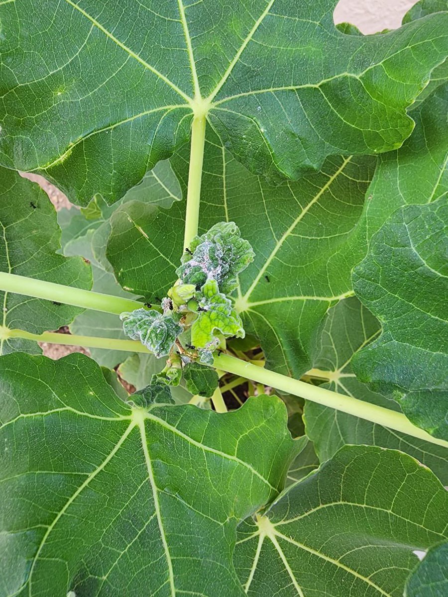 بق دقيقي 
رش مبيد ميدال 
0.5 غ لكل ليتر ماء و تعاد بعد ٥ ايام