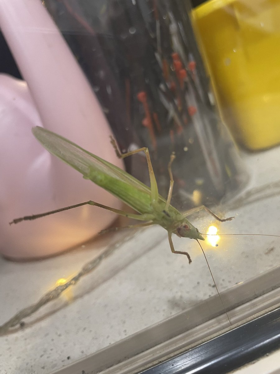 iamdamoj's tweet photo. @CSIRO this guy is multiple times louder than any cicada and I can’t find what it is https://t.co/j03PeiTxrI