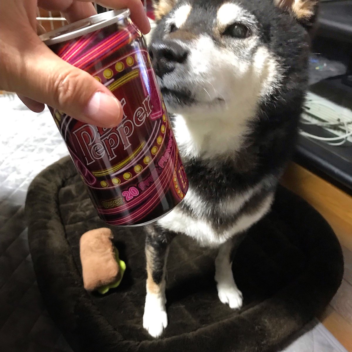 binbinsss's tweet photo. ごめんね、コレはあげられない。
#ドクターペッパー #doctorpepper 
#天丸 #てんまる #黒柴 #柴犬 https://t.co/SJp5OKUxzg