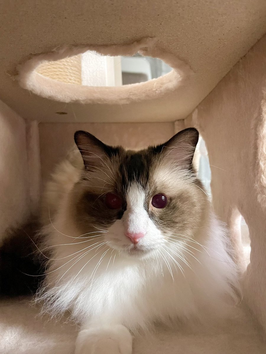 TANUKI_POW's tweet photo. ヤッパリ我が家が1番落ち着きます😼 https://t.co/P31dB4hzh4