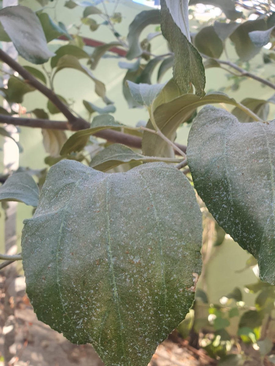 عناكب 
رش مبيد بايفن مول 
0.5 مل لكل ليتر ماء و تعاد بعد اسبوع