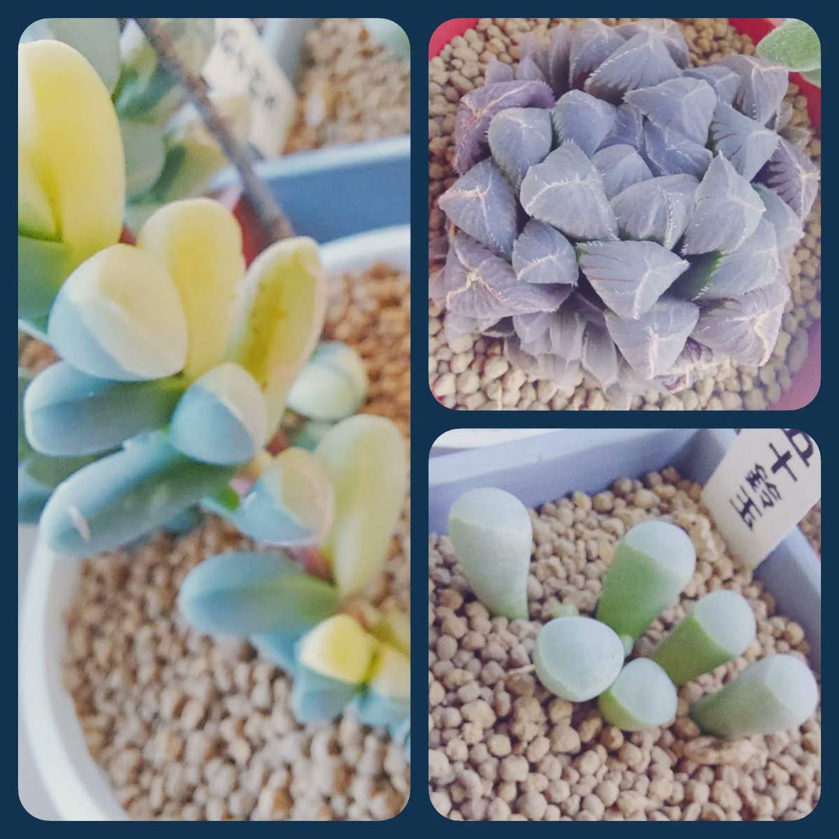 usatujii's tweet photo. 【多肉植物🍃】
新しい多肉植物を買いました🌱
これらはすべて私の宝物です🥺❤️

買了新的寶包們✨️
他們真的好可愛😌❤️ https://t.co/BKNjVwi3Bx