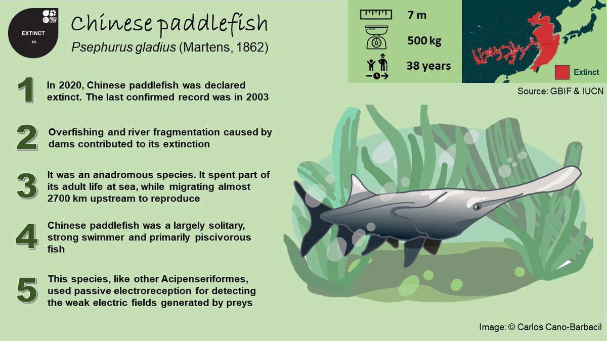 canobarbacil's tweet photo. The Chinese paddlefish (Psephurus gladius) was a #megafish that was declared extinct in 2020. Do you want to know more about this species? π Take a look of these #5FishFacts for today's #SundayFishSketch π
#sciart #scifish #scicomm https://t.co/1TUEFcWrae