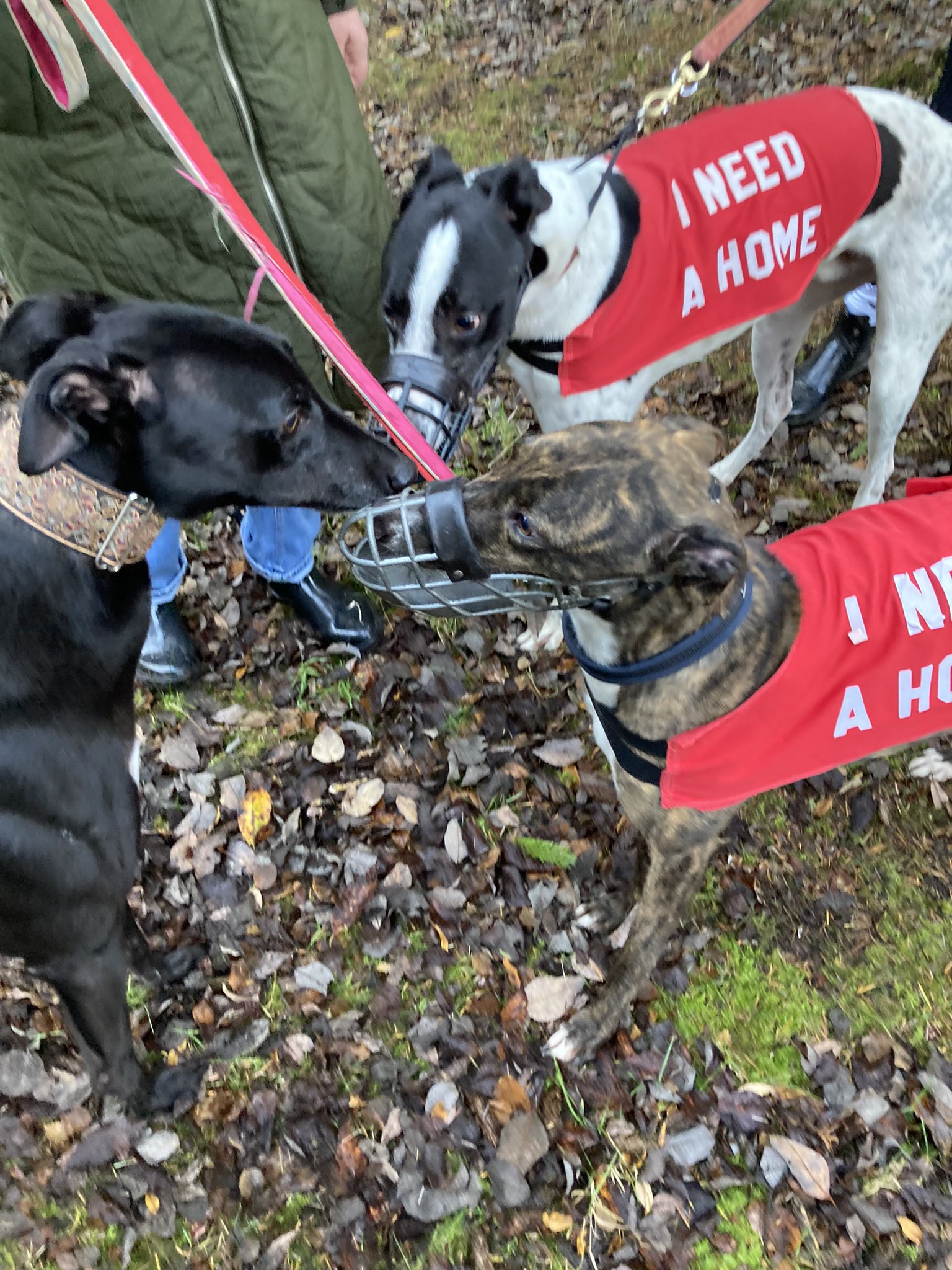 Greyhound Rescue Fife (GreyhoundRFife) / Twitter