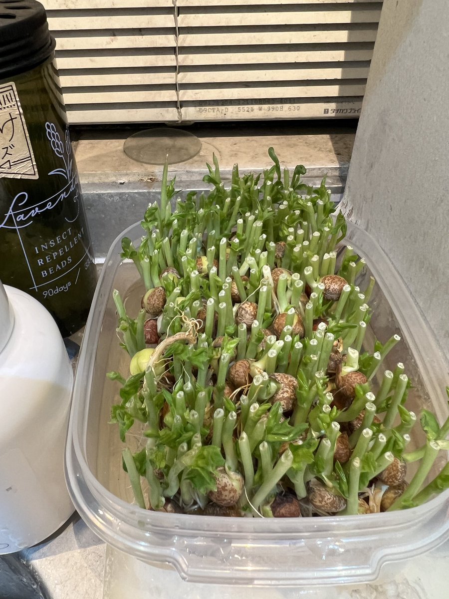 kh3697822's tweet photo. 豆苗って、安いしまあまあ栄養あるみたいだし、2回か3回は再生できるほんとに素敵。 https://t.co/w913ru77Fb