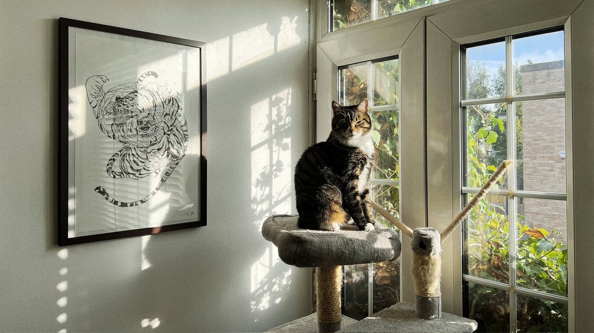 ParisZarcilla's tweet photo. Alt text: Belly full, Mac sits upon his cat tree throne dressed in Sunday sunlight. His shadow watches a battle of two tigers while he summons me with slow blinks. https://t.co/ne9S4rq1g3