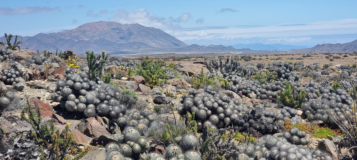RobinArmit's tweet image. Geology fieldwork heaven in the Atacama #geology #andes #3dmodelling