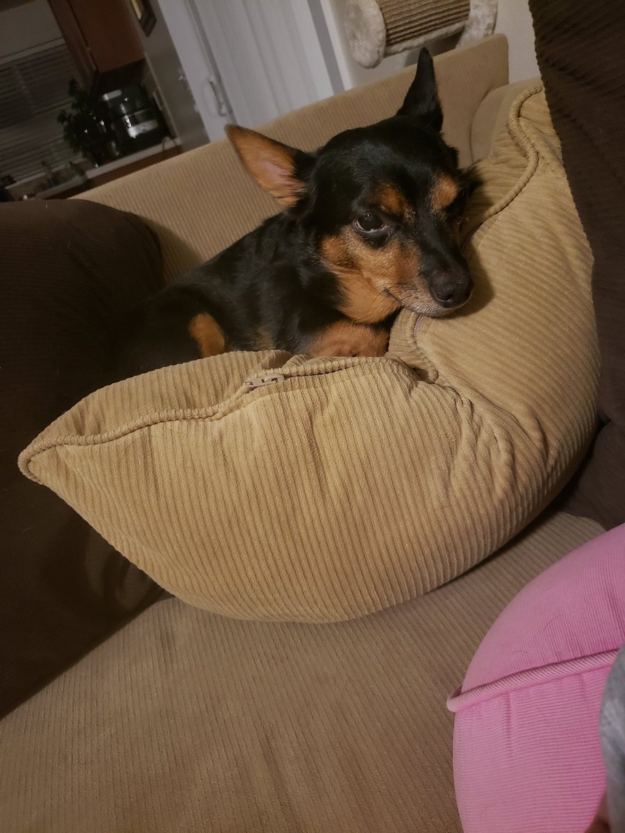 The_4_Iron's tweet photo. @JamesCraigmyle This is my rescue Buddy Lee. We always say we sprung him from "jail" as a hardened criminal and now he's a softie. https://t.co/CrwwtXLrt7