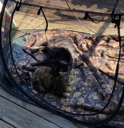 harrell_baylee's tweet photo. Can’t help but notice I’ve gotten a few new followers recently who would probably absolutely definitely love to see my @catsofpolisci  
Behold- Rasputin and Sheriff Callie. https://t.co/kwFEZGuiet